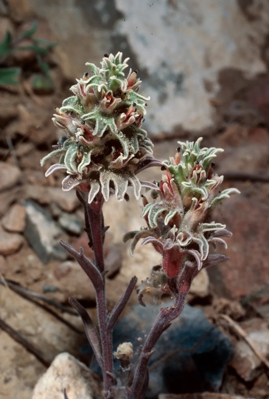Castilleja nana, South of Schulman Grove, White Mountains, Owens Valley, Sierra Nevada
