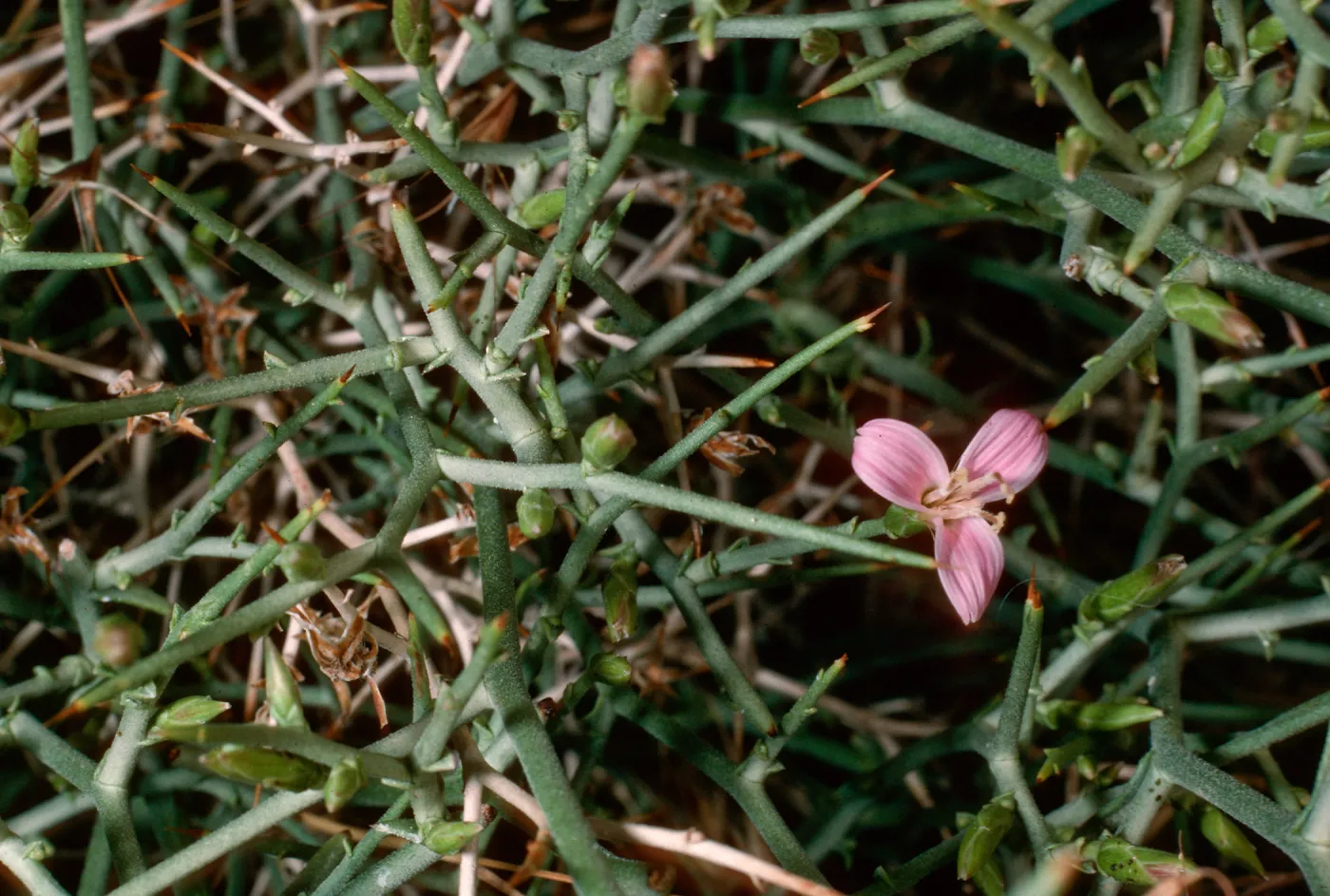 Lygodesmia spinosa, Westgard Pass, Inyo National Forest, White Mountains