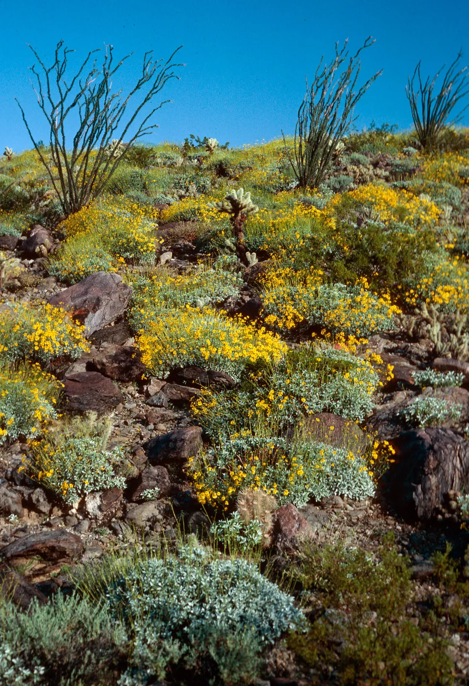 Encelia farinosa, Anza Borrego