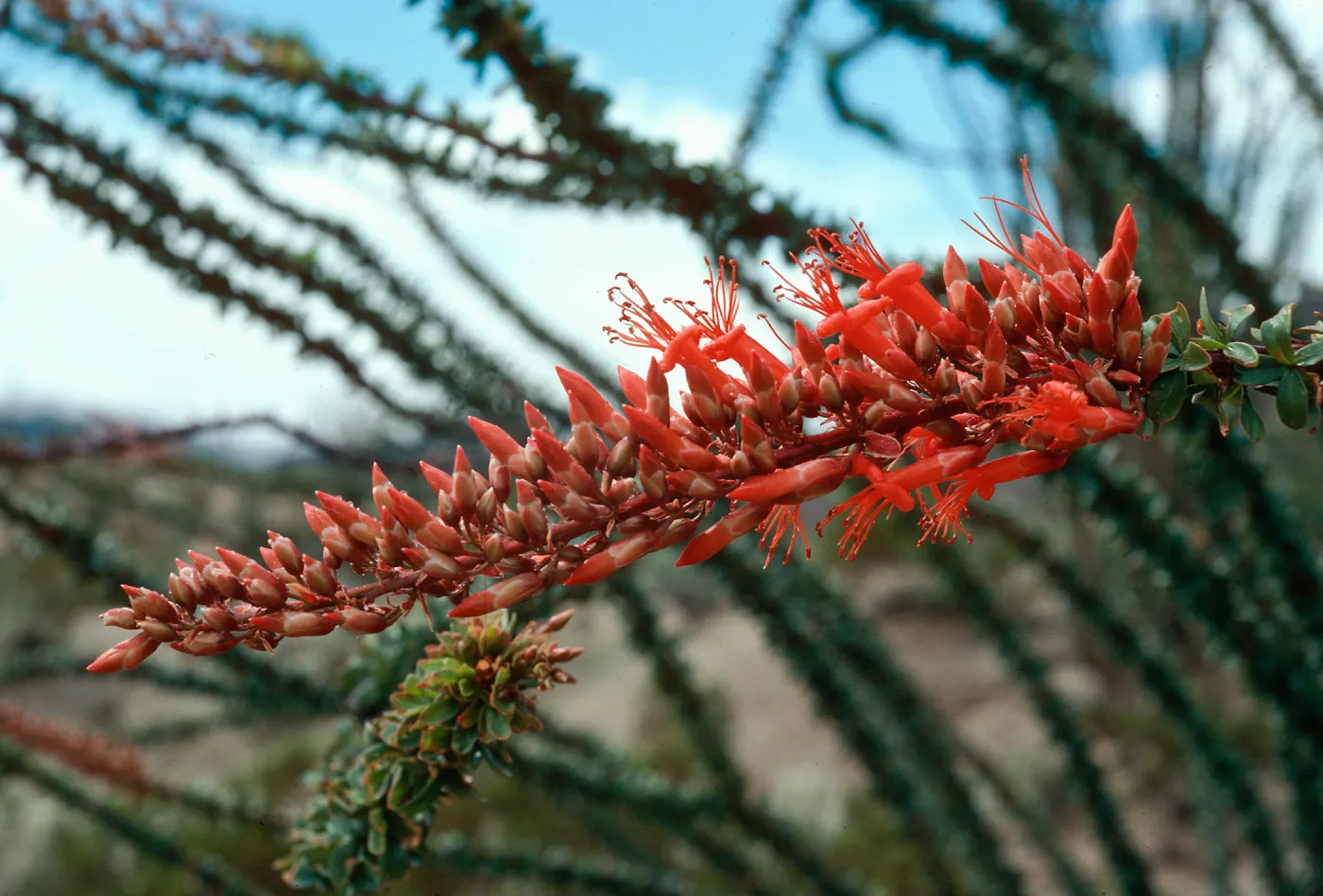 Fouquieria splendens, Anza Borrego