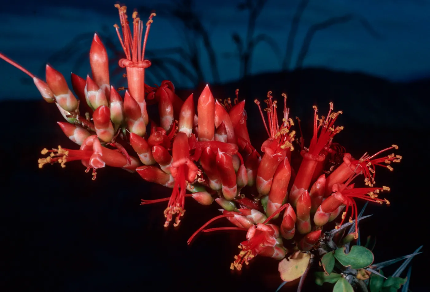 Fouquieria splendens, Anza Borrego