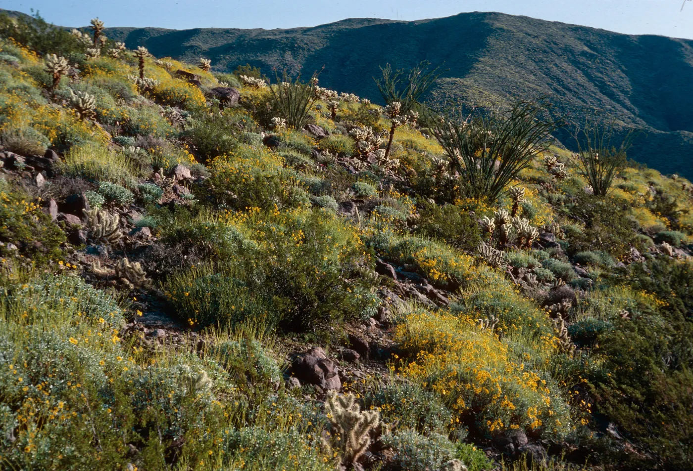 Encelia farinosa, Anza Borrego