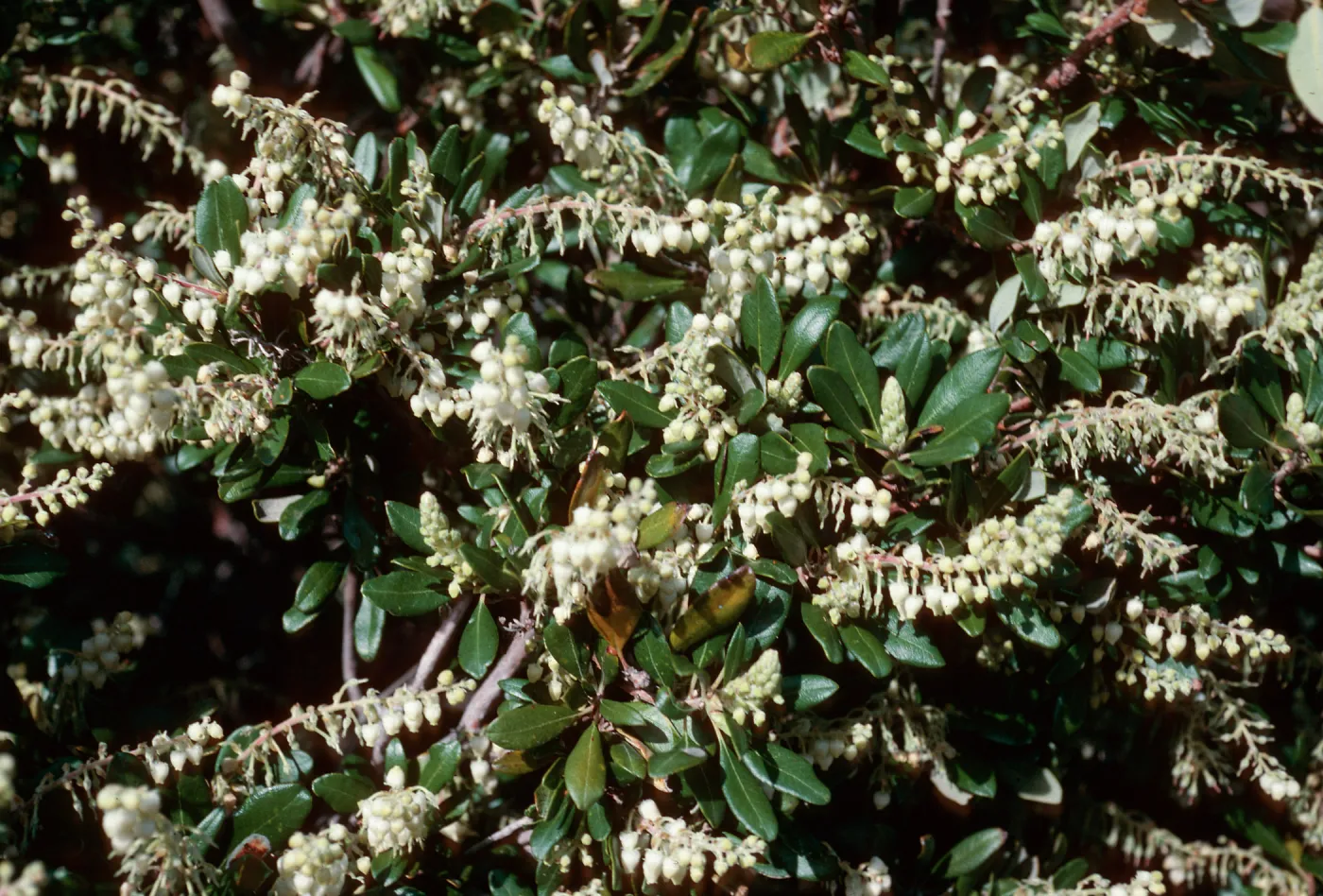 Comarostaphylis diversifolia, East of Pelican Bay, Santa Cruz Island