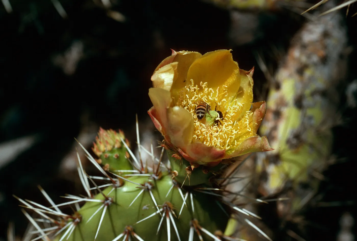 Opuntia littoralis w/bees, ridge east of Cottonwood Canyon,Santa Cruz Island