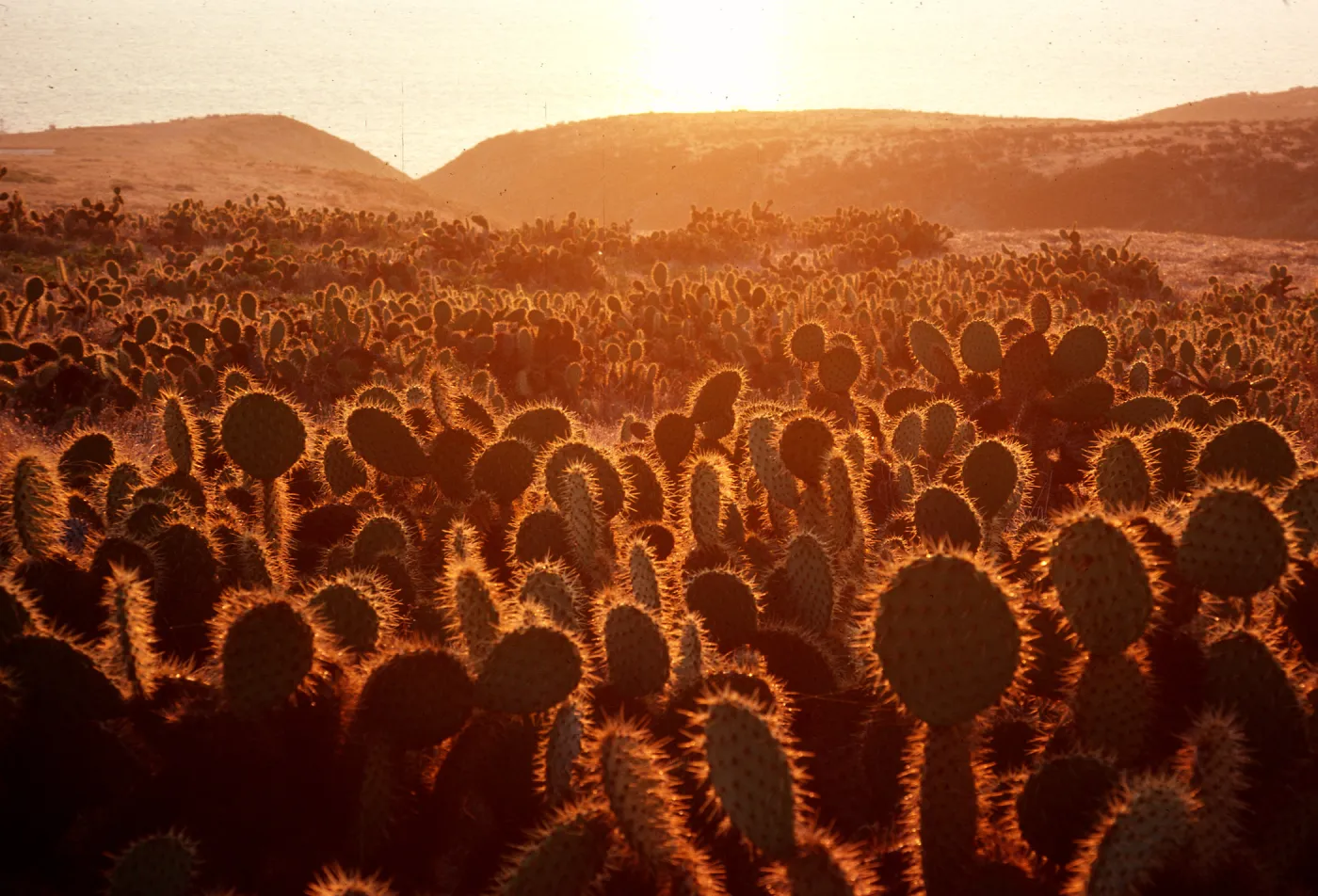 Opuntia (Prickly-pear) at sunrise, Cave Canyon, Santa Barbara Island