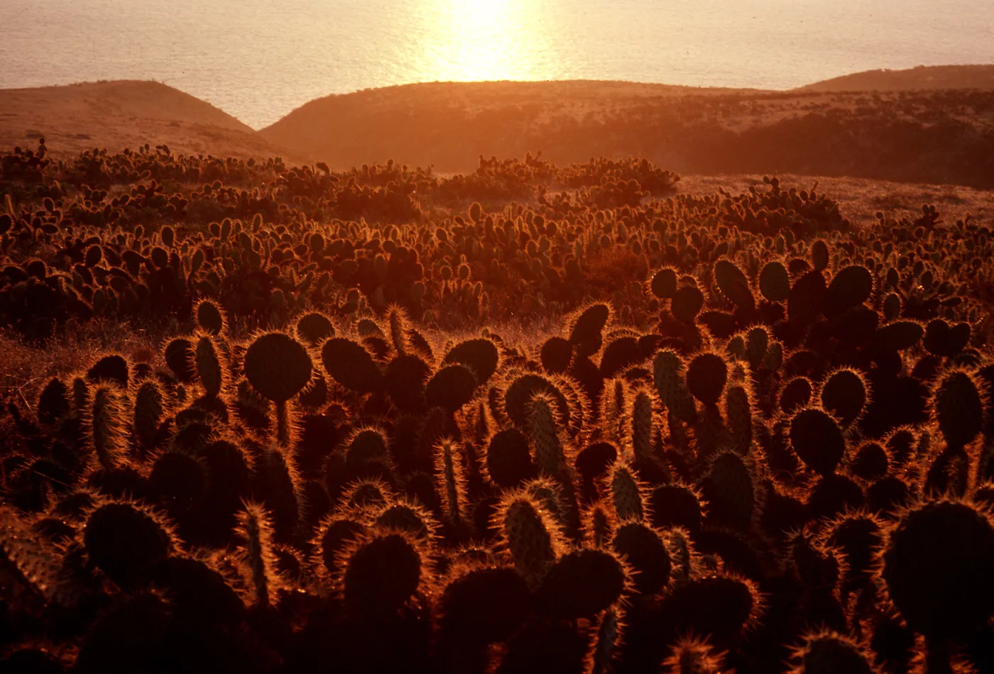 Opuntia (Prickly-pear) at sunrise, Cave Canyon, Santa Barbara Island