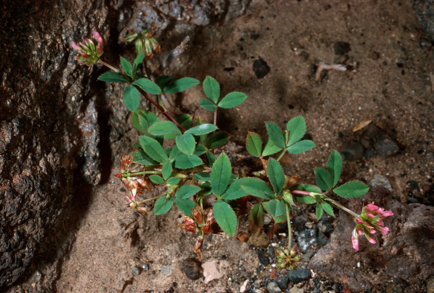 Trifolium palmeri, South Mesa, Guadalupe Island