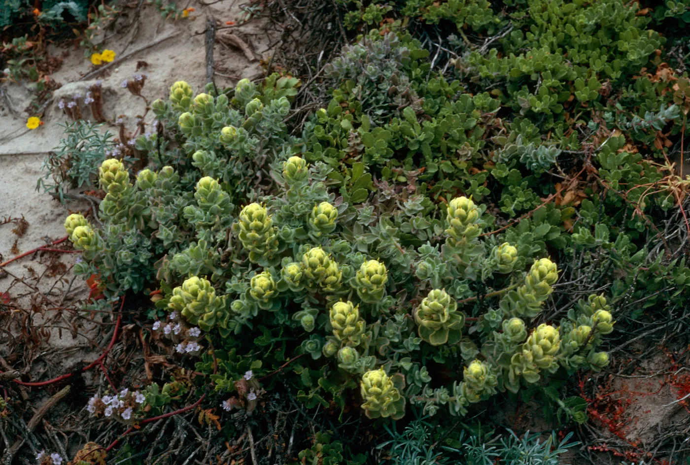 Castilleja mollis, West side of Carrington Point, Santa Rosa Island