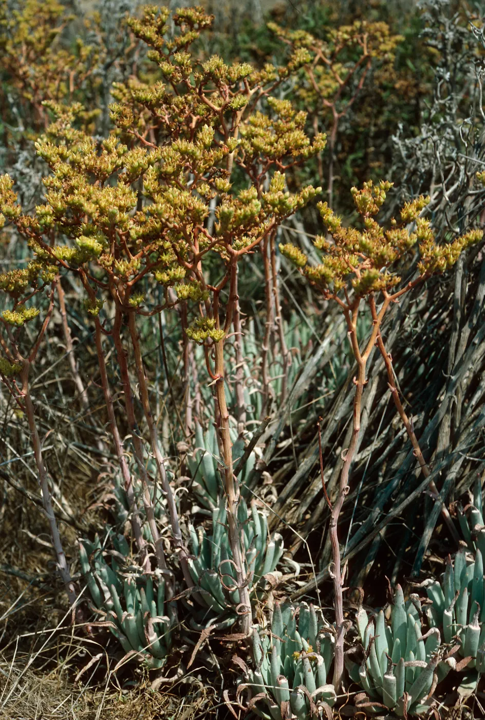 Dudleya (liveforevers), West of NAVFAC, San Nicolas Island