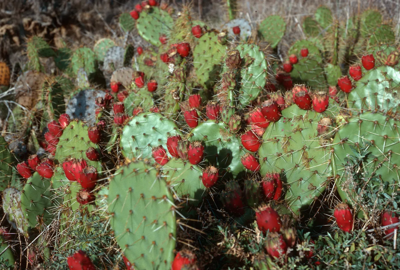 Opuntia oricola, Northeast side, Beach Road, San Nicolas Island