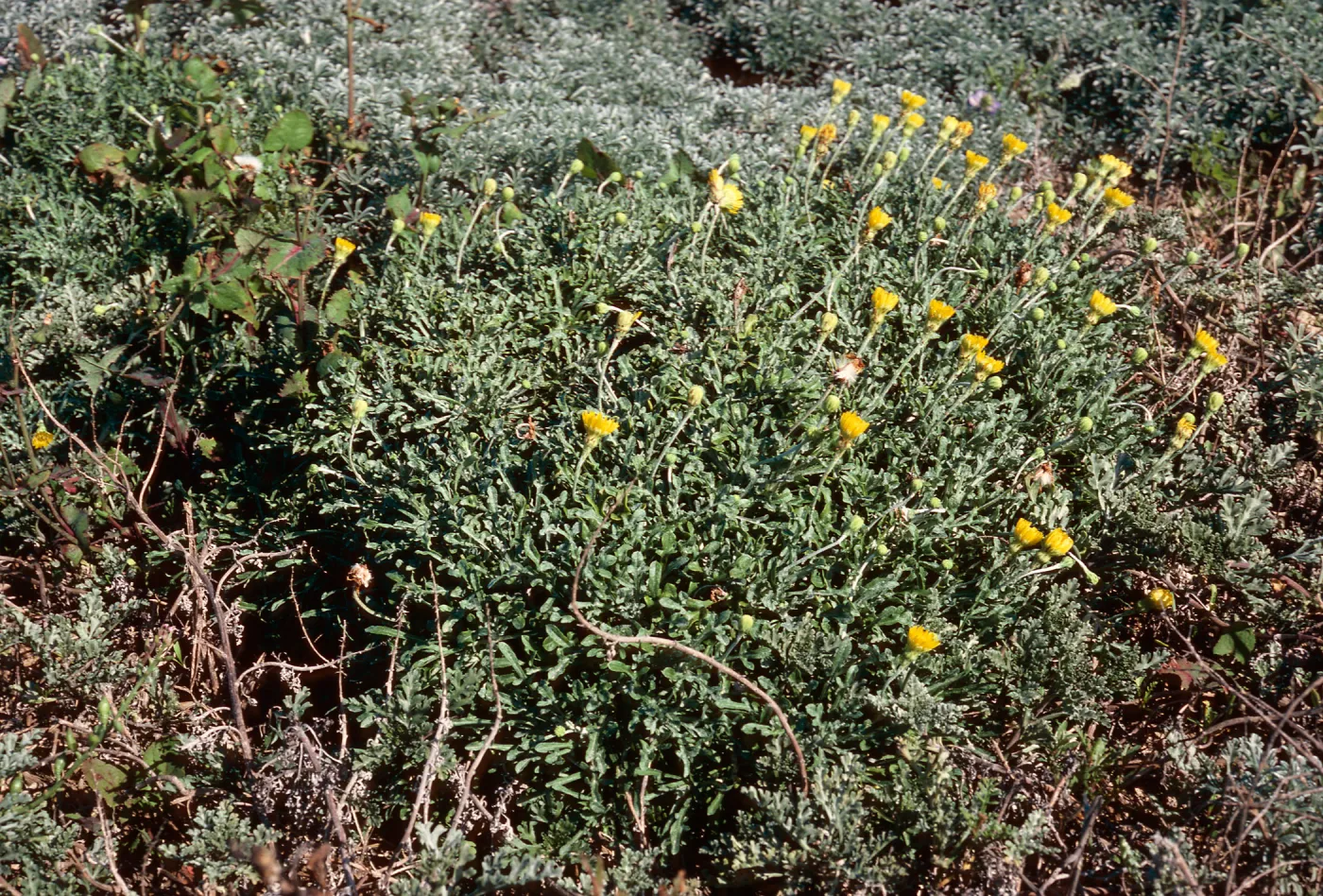 Malacothrix incana, East of Red Eye, San Nicolas Island