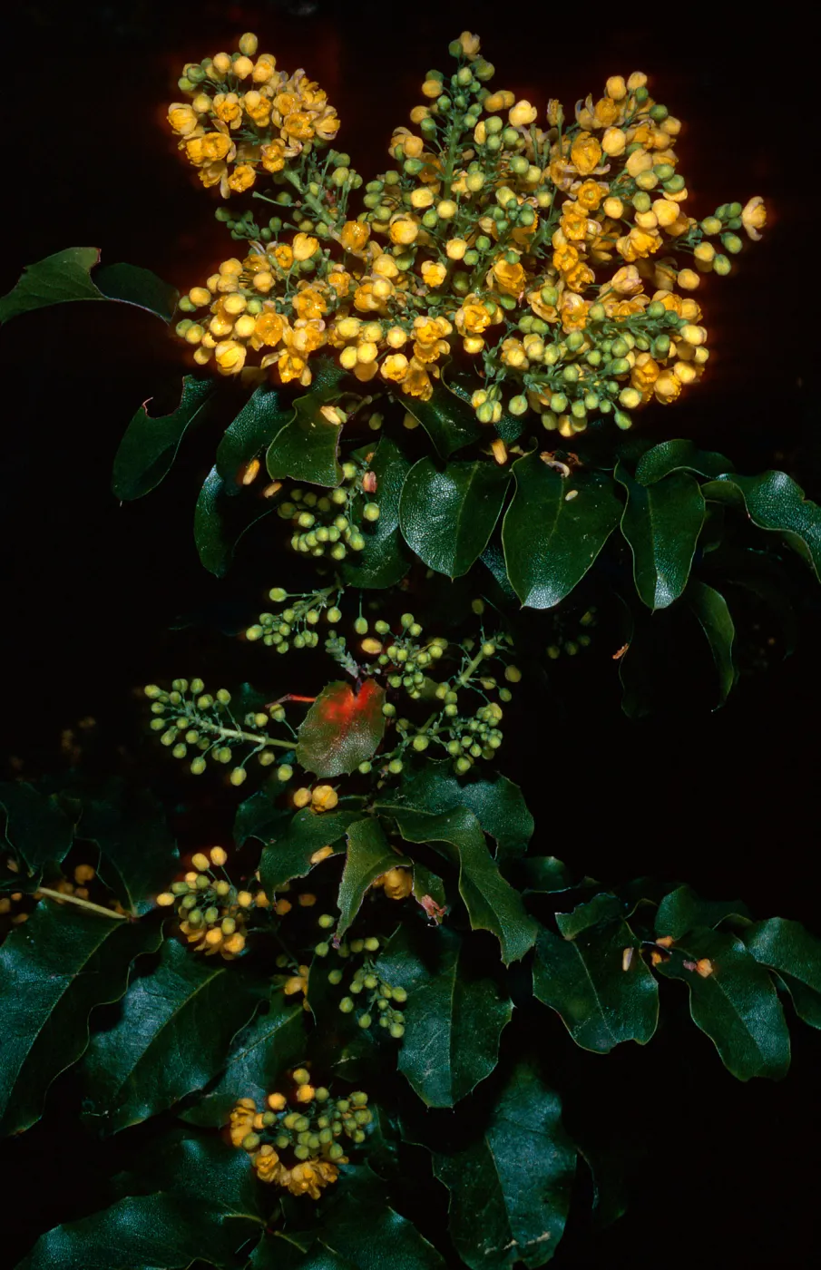 Mahonia pinnata insularis (=Berberis), Santa Barbara Botanic Garden