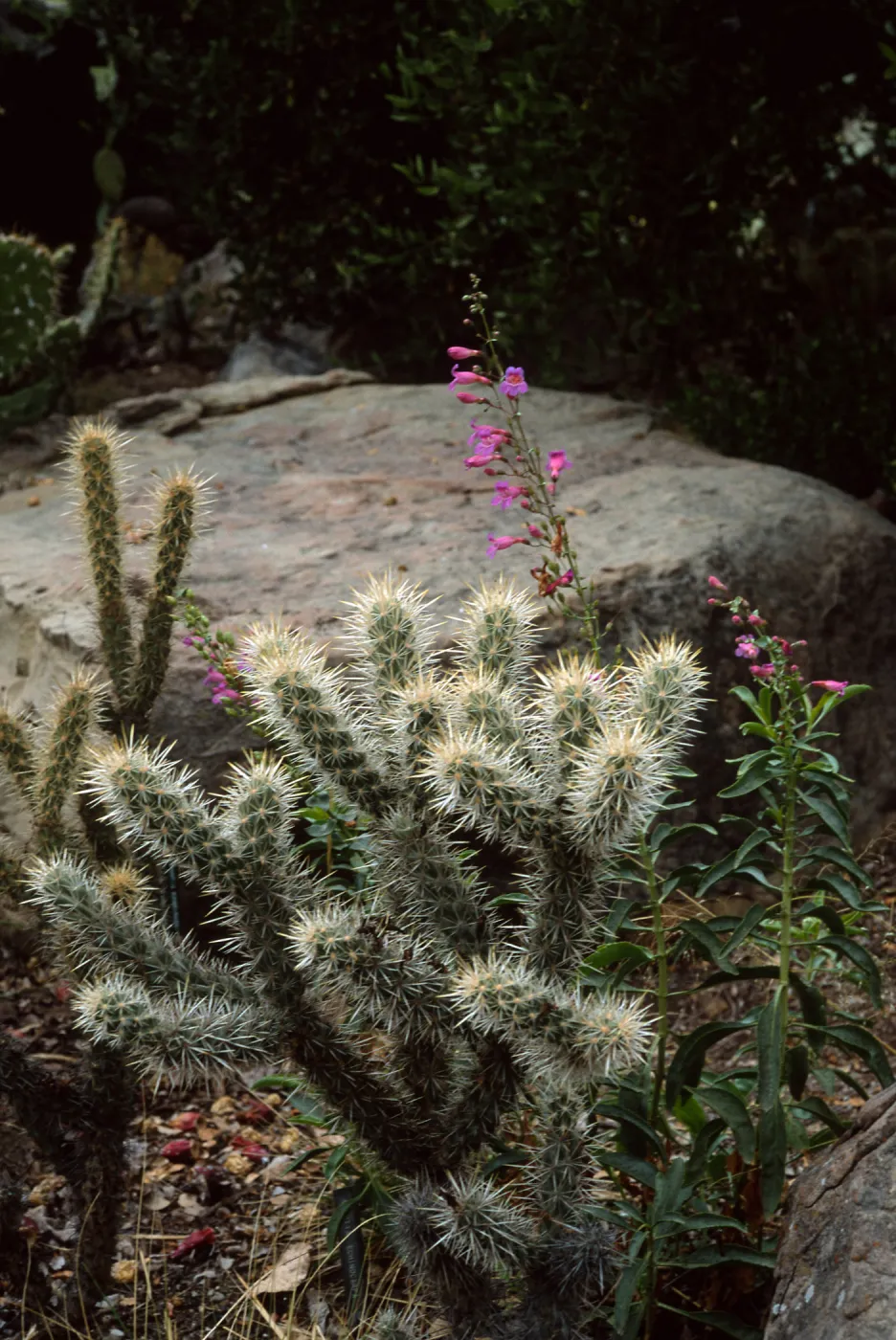 Desert Section, Santa Barbara Botanic Garden