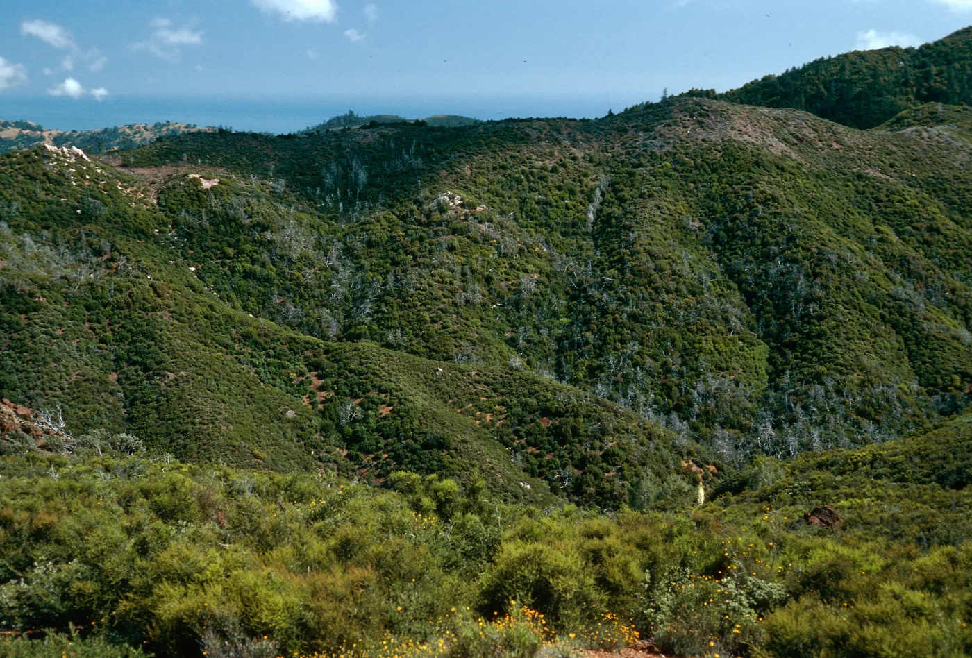 burned Cupressus sargentii, looking South across Villa Creek, Lions Den, Big Sur