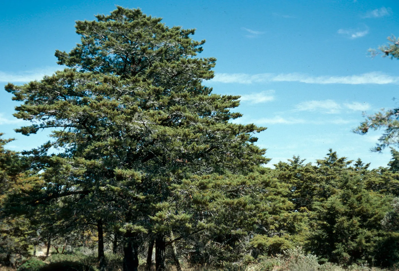 Cupressus sargentii, Cuesta Ridge Botanical Area, San Luis Obispo County