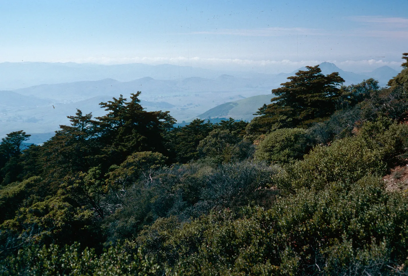 Cupressus sargentii, South slope, Cuesta ridge, San Luis Obispo County