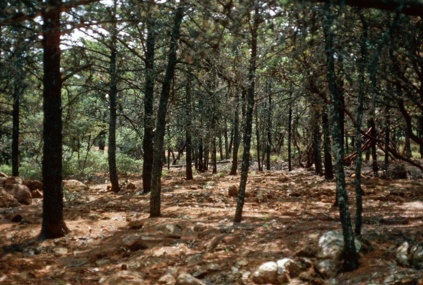 Cupressus sargentii, Cuesta ridge, San Luis Obispo County
