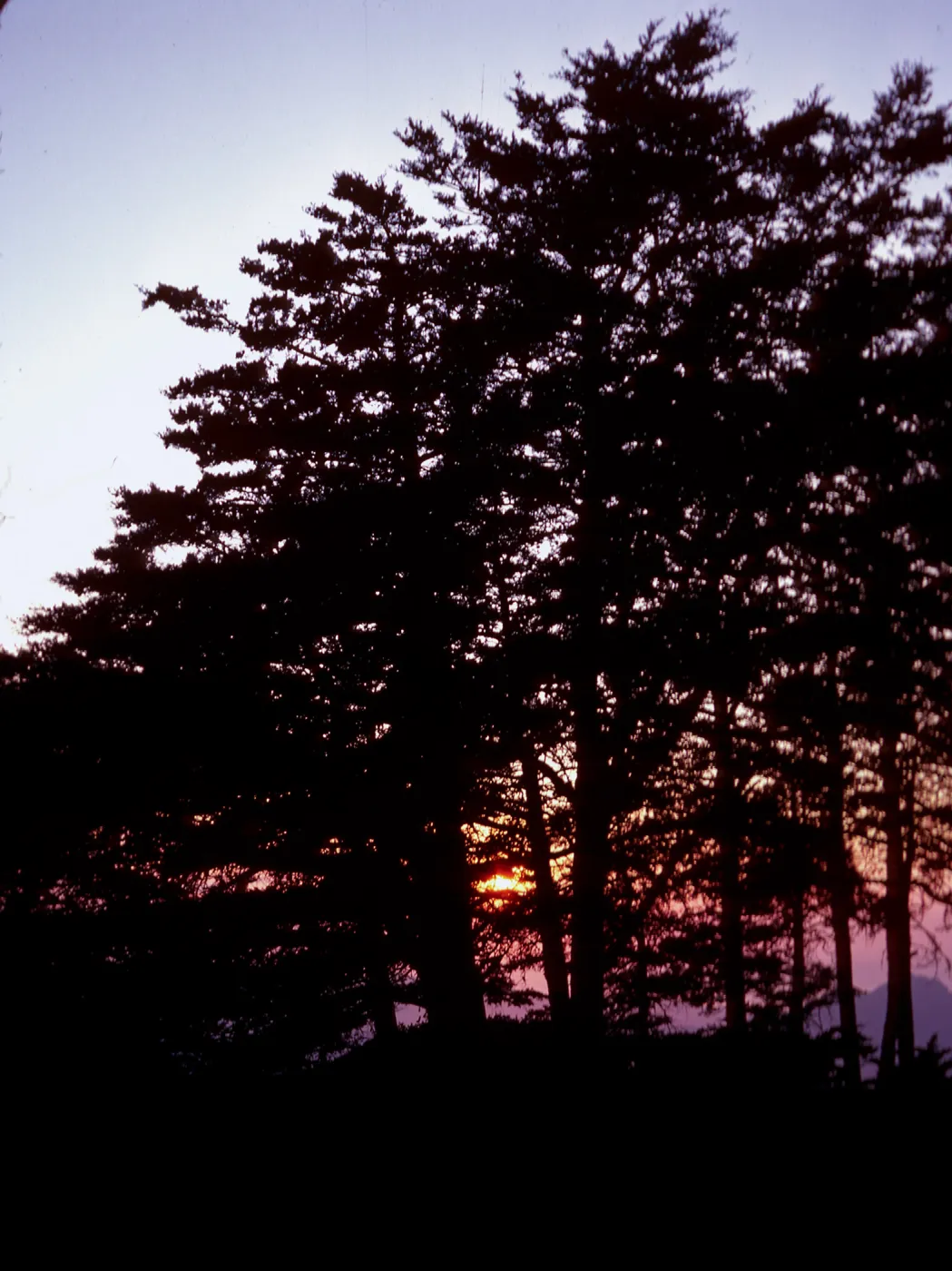 sunset, thru Cupressus sargentii, Cuesta ridge, San Luis Obispo County