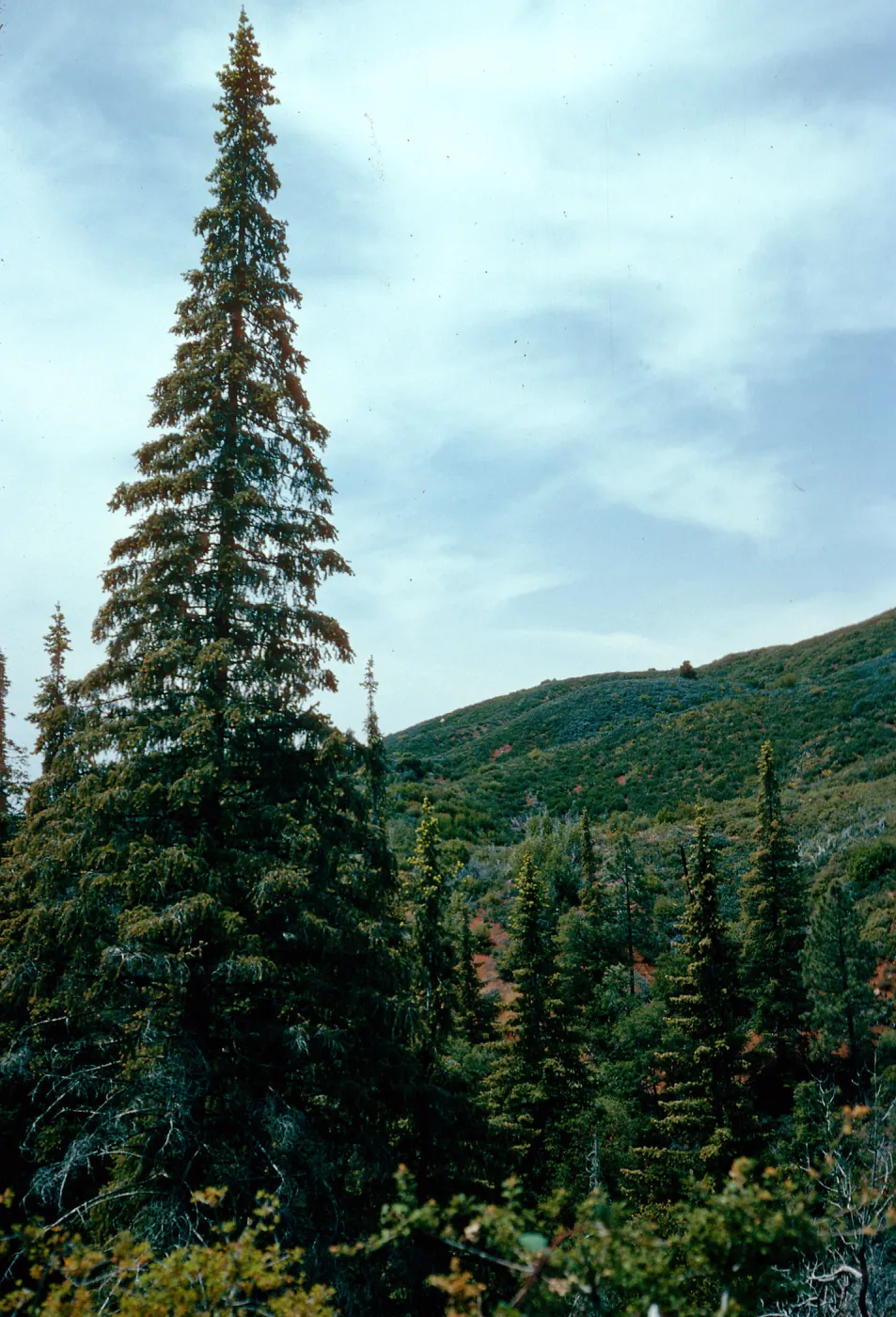 Abies bracteata, Villa Creek, Lions Den, Big Sur