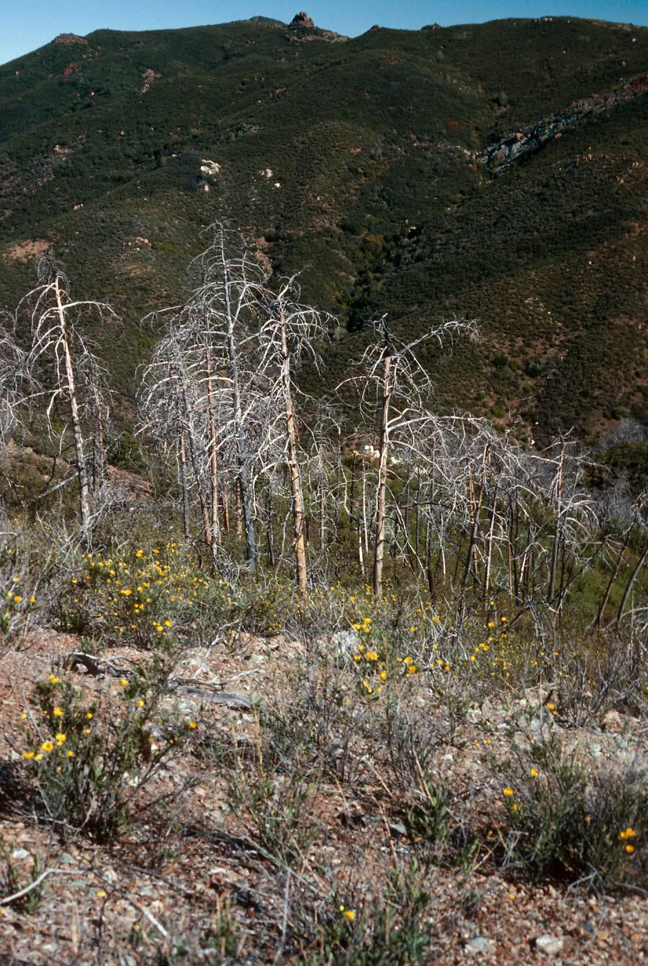 burned Cupressus sargentii, North of Peak 3205, Lions Den, Big Sur