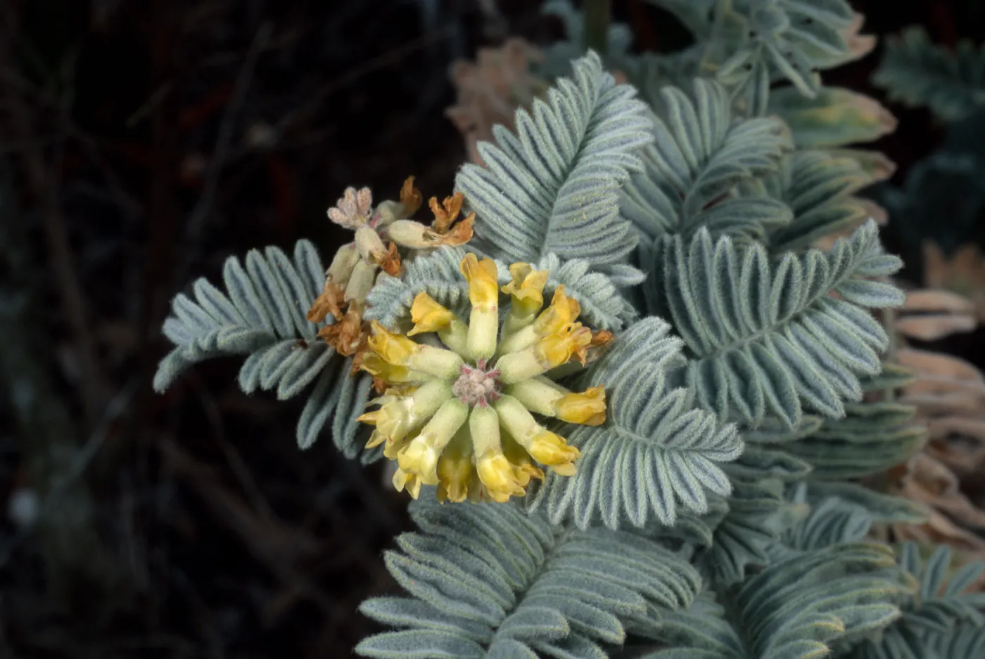 Astragalus pycnostachyus lanosissimus, Ventura