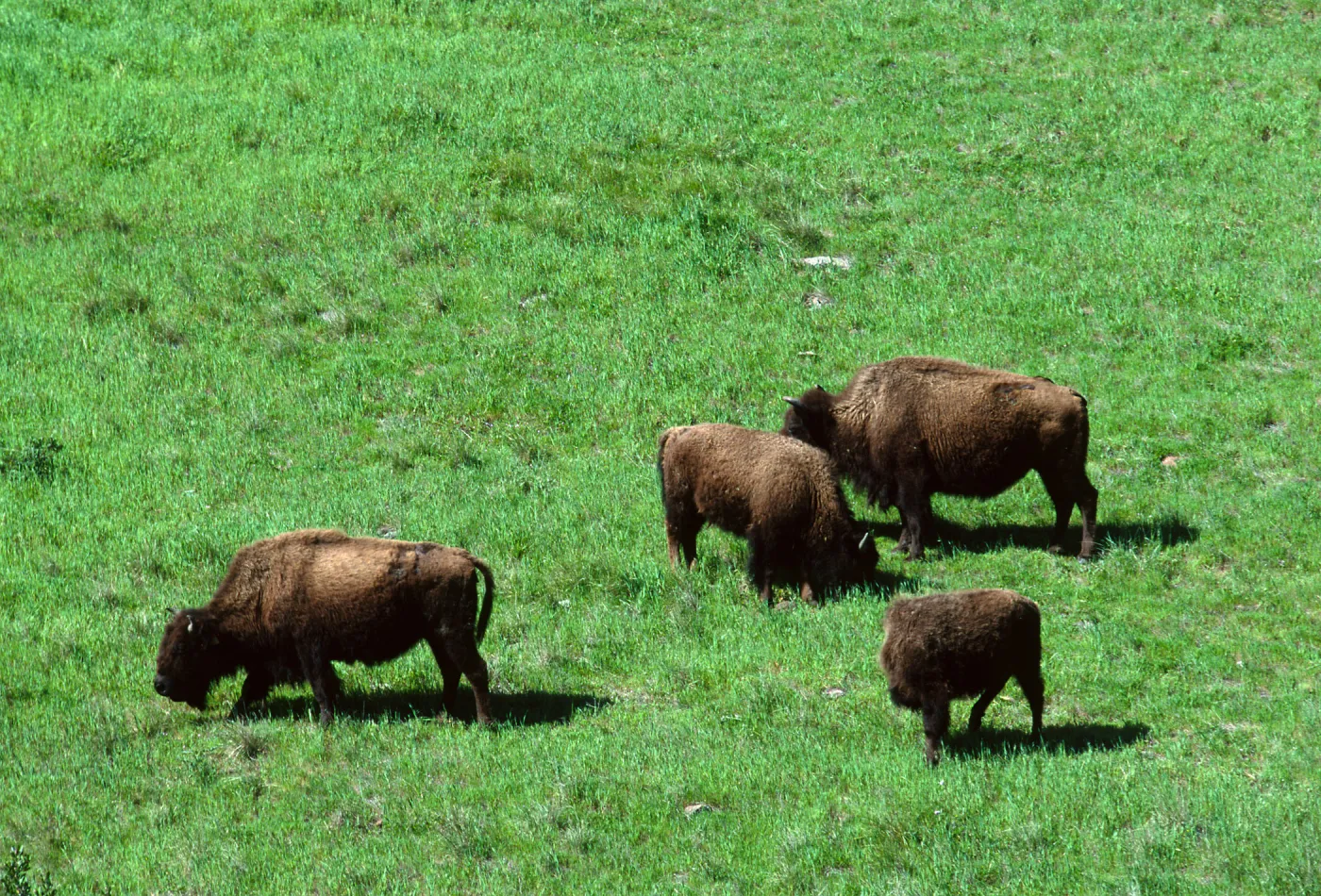 bison