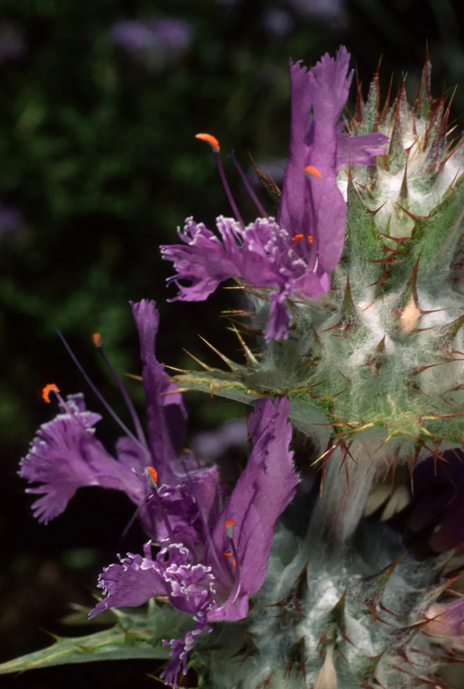 Salvia carduacea (Thistle Sage), Desert Section, Santa Barbara Botanic Garden