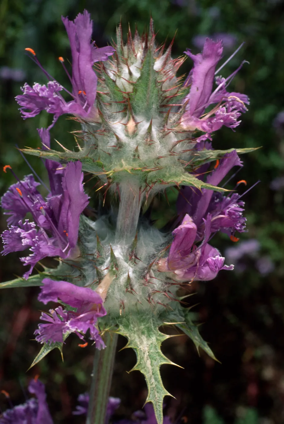 Salvia carduacea (Thistle Sage), Desert Section, Santa Barbara Botanic Garden