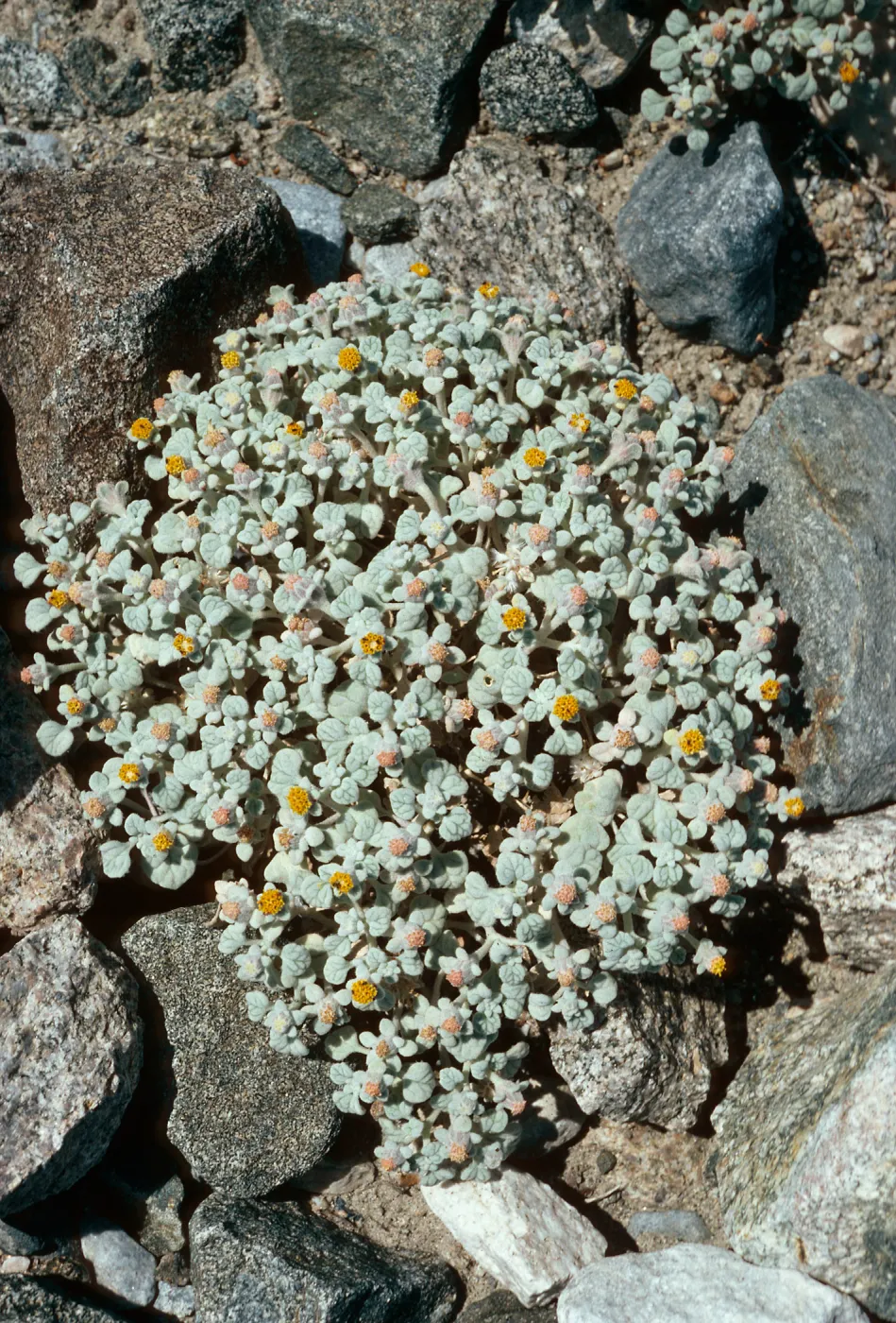 Psathyrotes ramosissima, Hunter Canyon, Saline Valley, Inyo Mountains