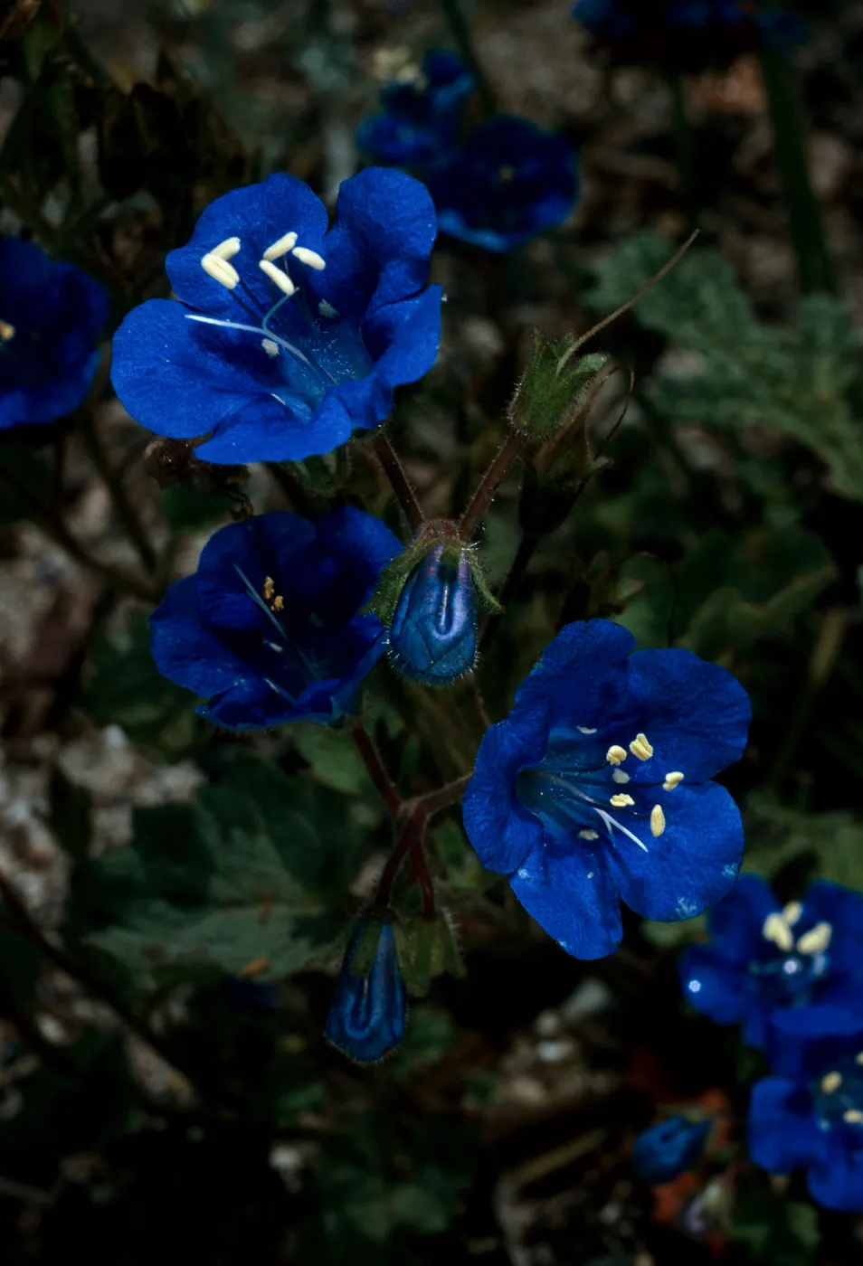 Phacelia campanularia, Desert Section, Santa Barbara Botanic Garden