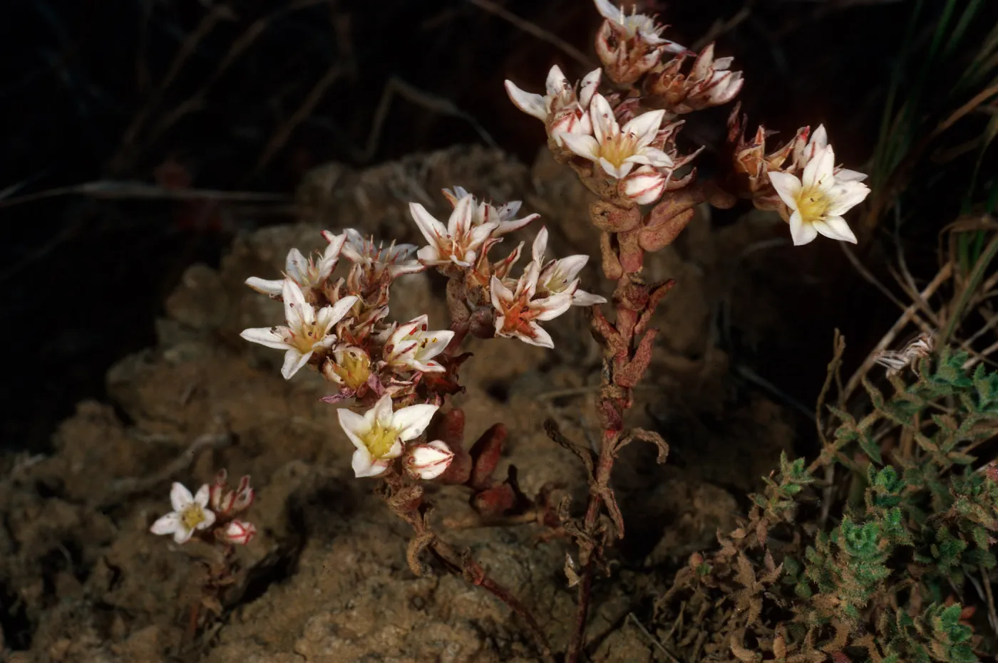 Dudleya blochmaniae ssp. blochmaniae, road to Point Sal, Santa Barbara County