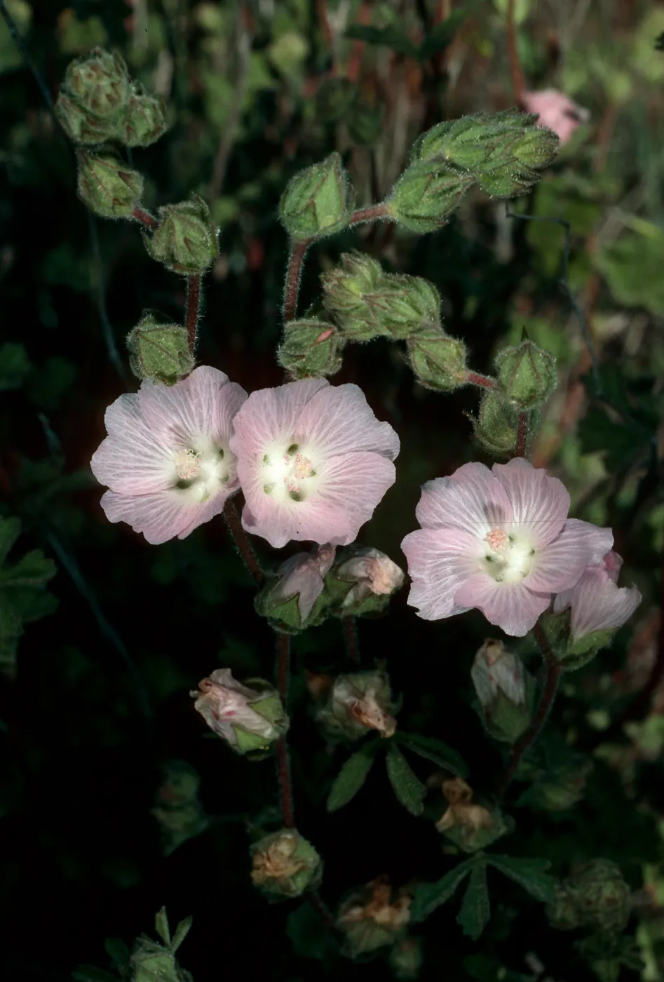 Sidalcea hickmanii anomala, Cuesta, San Luis Obispo County