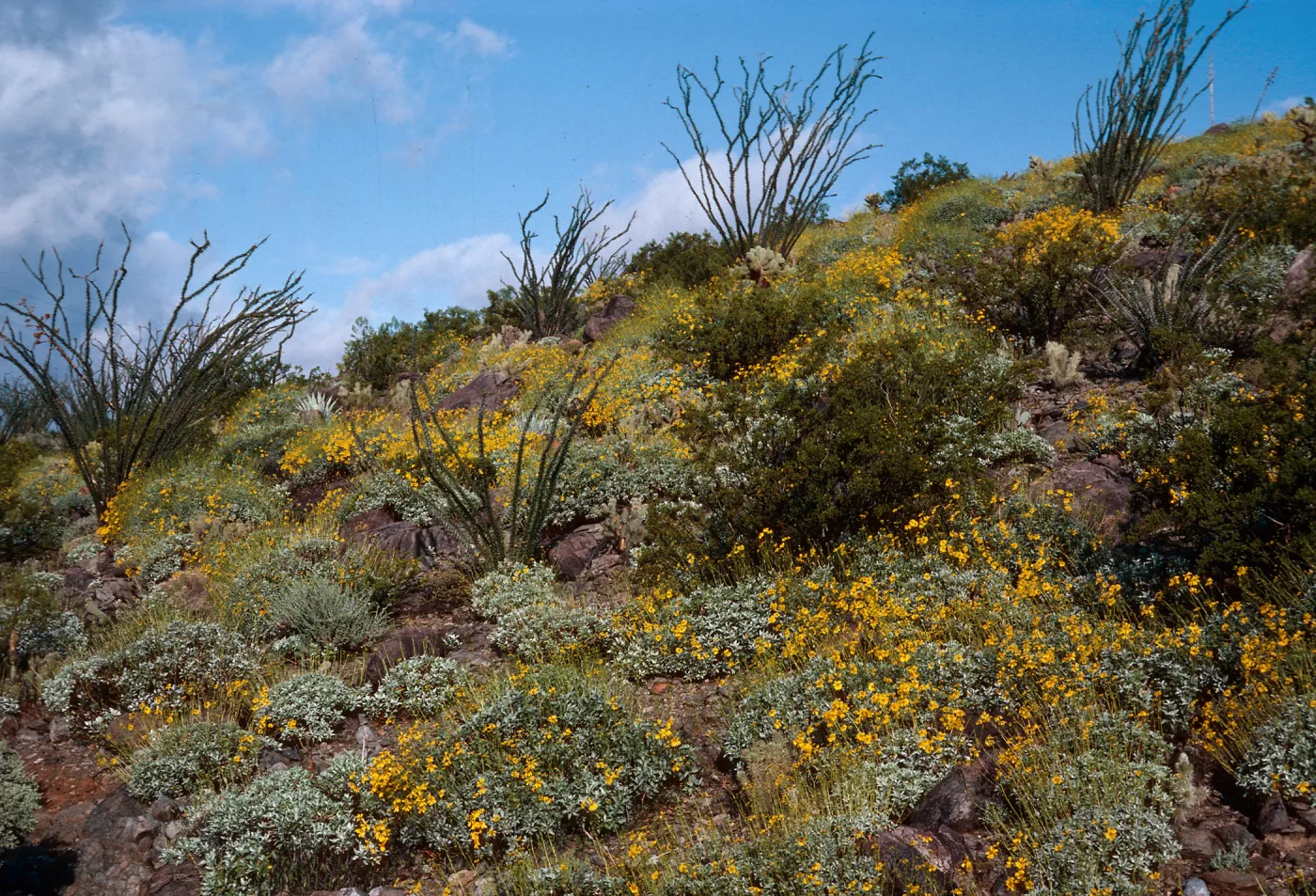 Encelia farinosa, Anza-Borrego