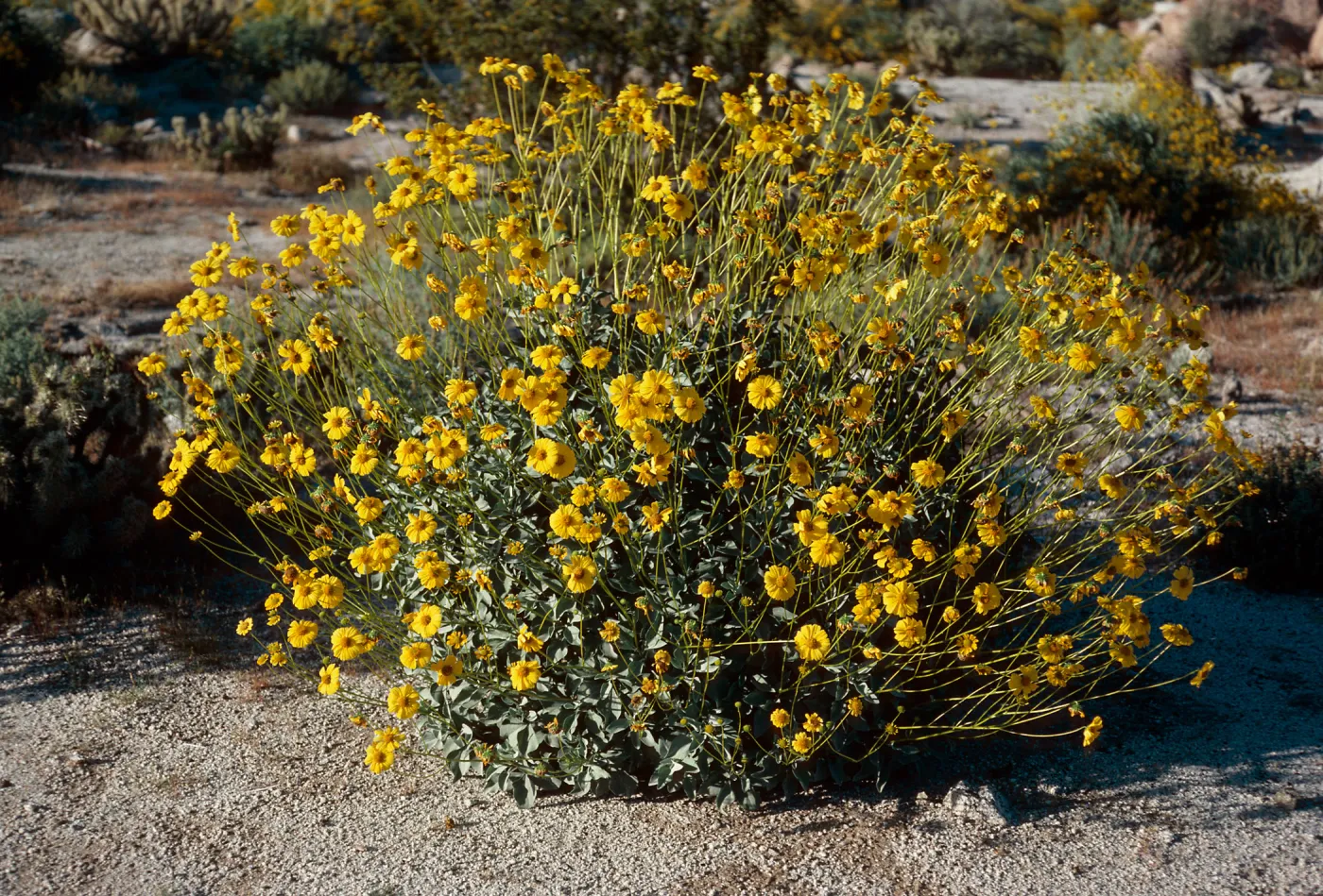 Encelia farinosa, Anza-Borrego