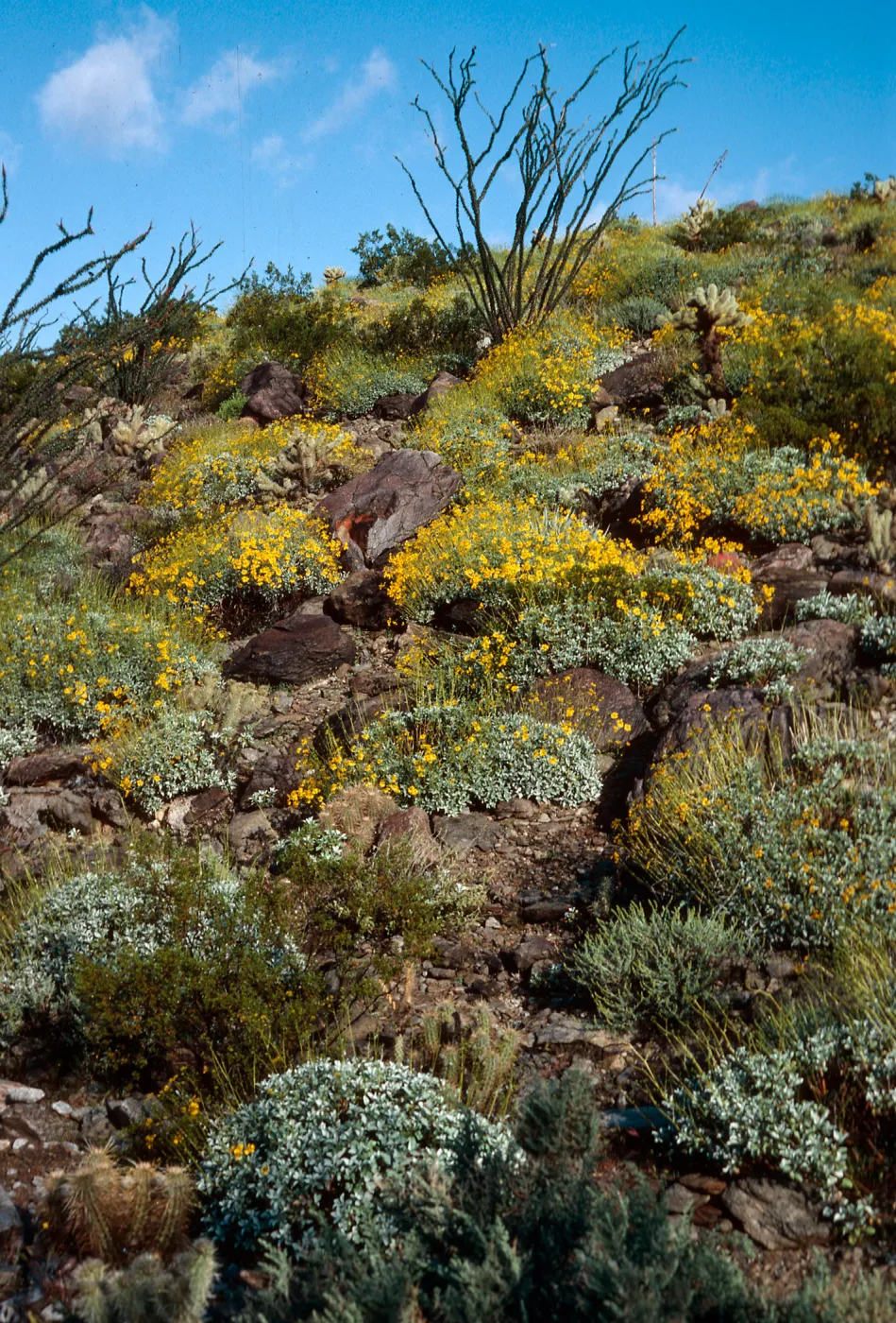 Encelia farinosa, Anza-Borrego