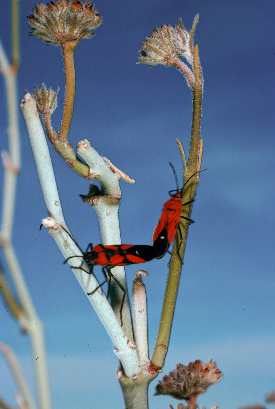 Asclepias albicans, Milkweed bugs, Torote Bowl Trail, Anza-Borrego