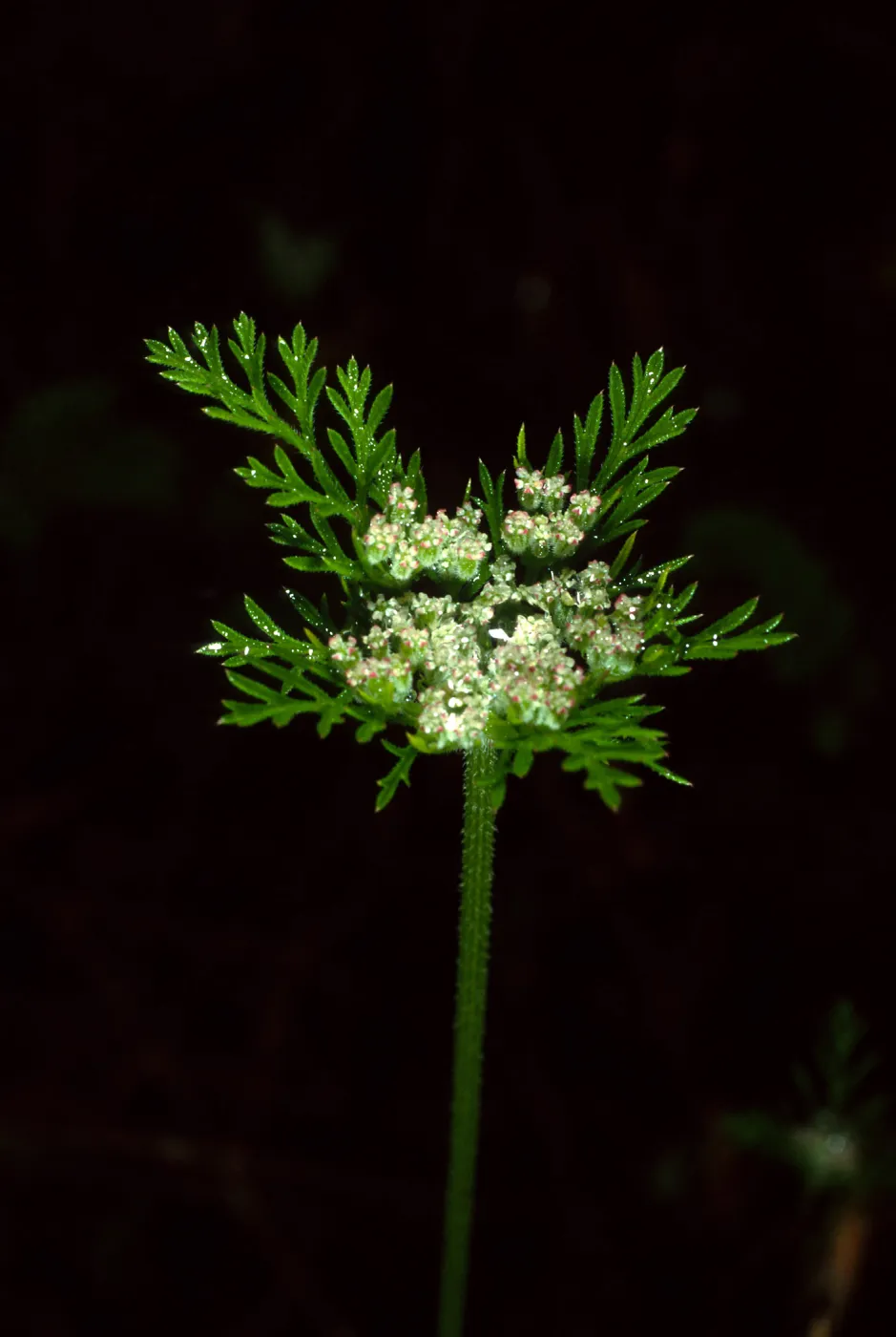 Daucus pusillus, Figueroa Mountain area, Santa Barbara County