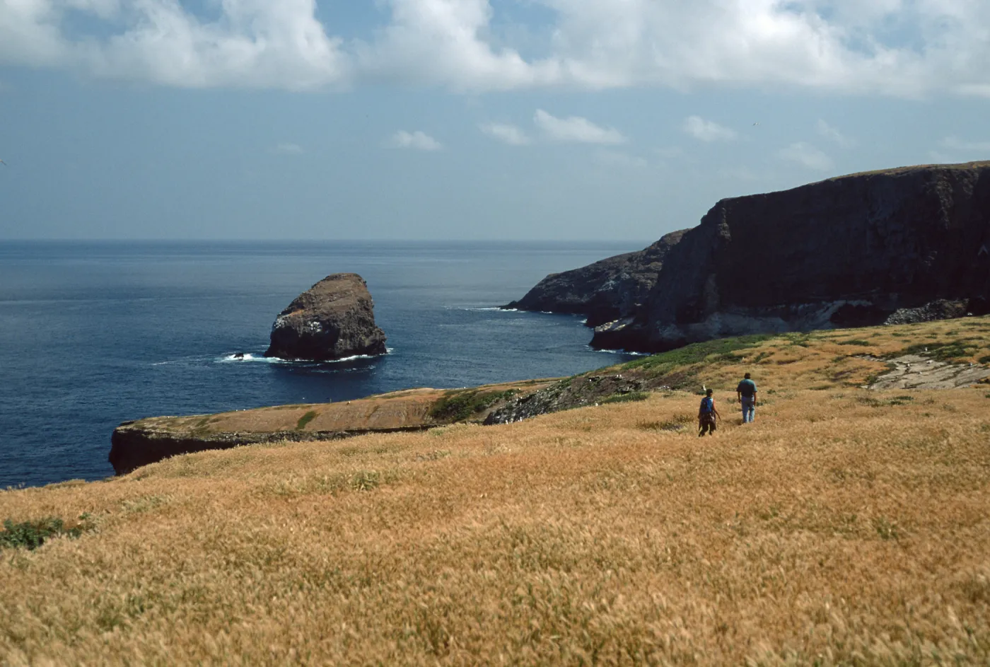 North side, Santa Barbara Island
