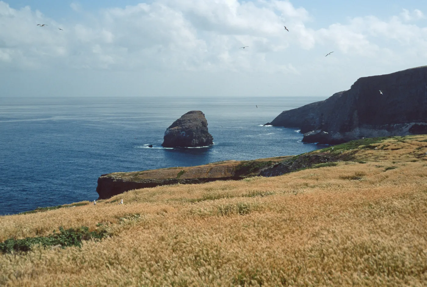 Shag Rock, North end, Santa Barbara Island