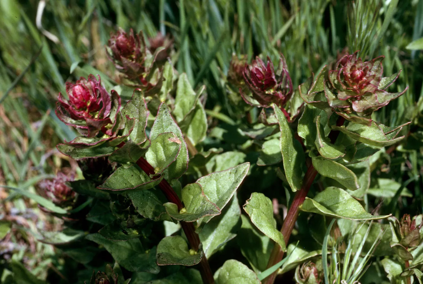 Aphanisma blitoides, Cat Canyon, Santa Barbara Island