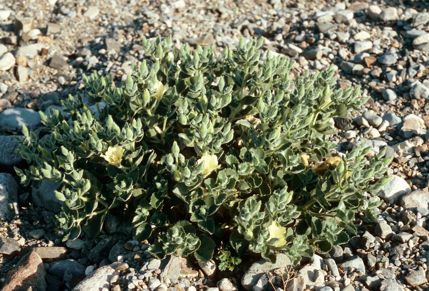 Eucnide urens, Saline Valley, Northern Mojave Desert