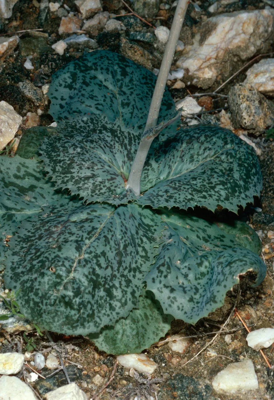 Atrichoseris platyphylla, Hunter Canyon, Saline Valley, Northern Mojave Desert