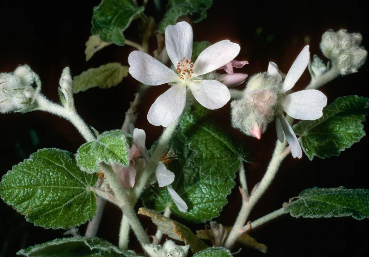 Malacothamnus clementinus