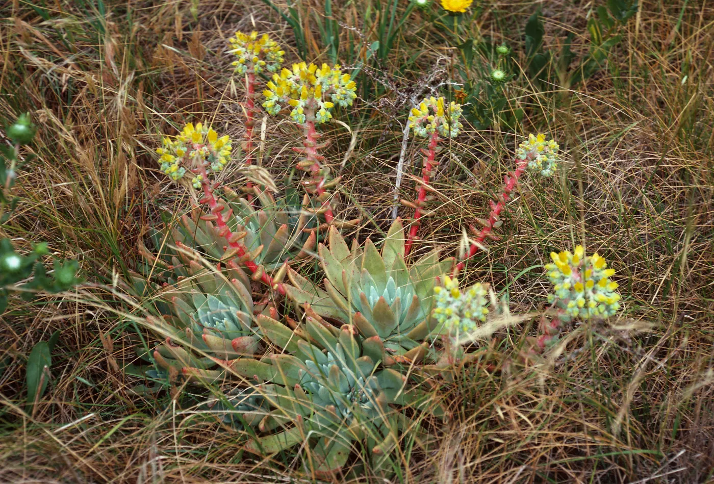 Dudleya caespitosa, just East of West terrace, West Anacapa Island