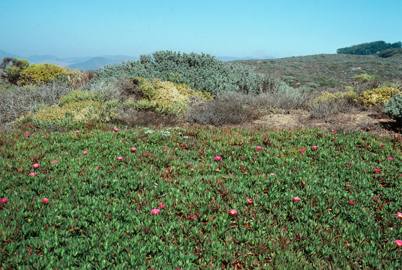 Carpobrotus aequilaterus (Mesembryanthemum chilense), Montaña de Oro State Park, Los Osos