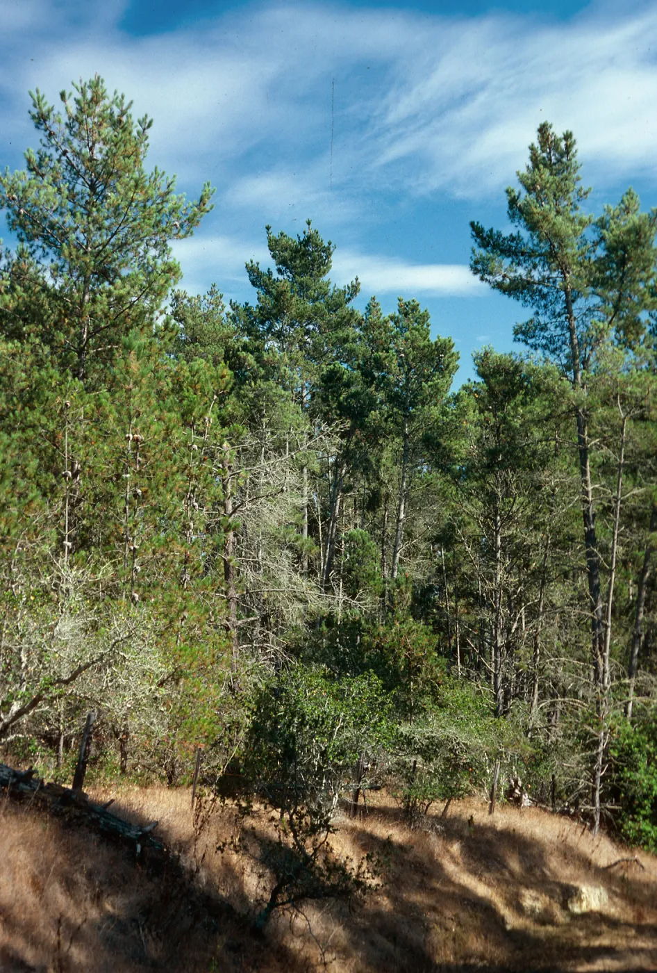 Pinus radiata, Bridge Road, Cambria, San Luis Obispo County