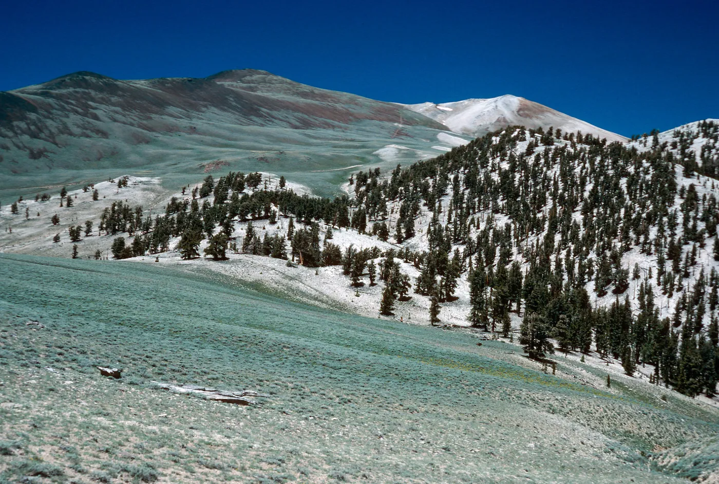 Sagebrush/Bristlecone contact, head of Wyman Canyon, White Mountains