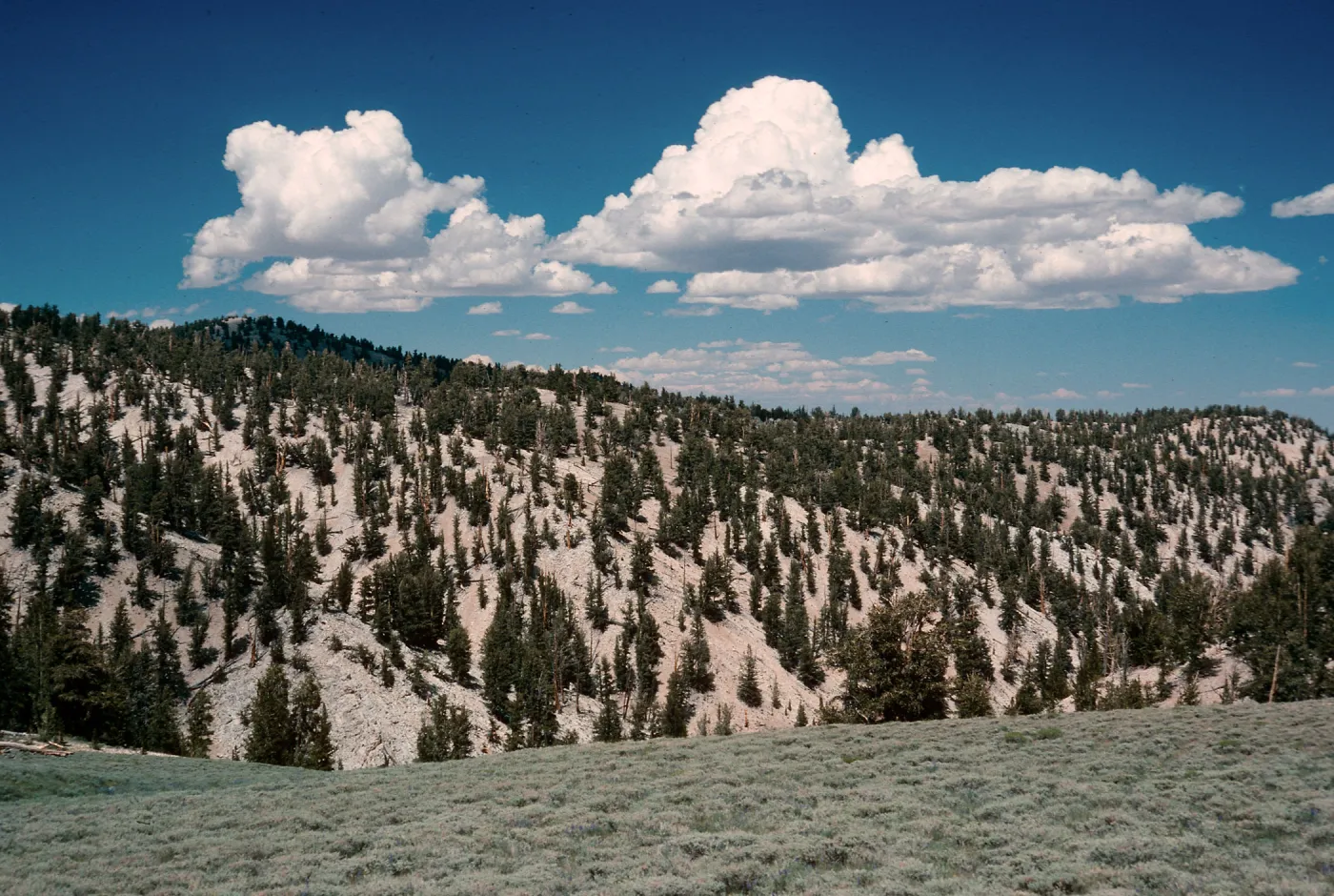 Patriarch Grove- Road to White Mountains, Inyo National Forest