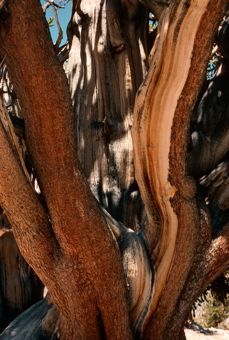 Patriarch Grove, White Mountains, Inyo National Forest