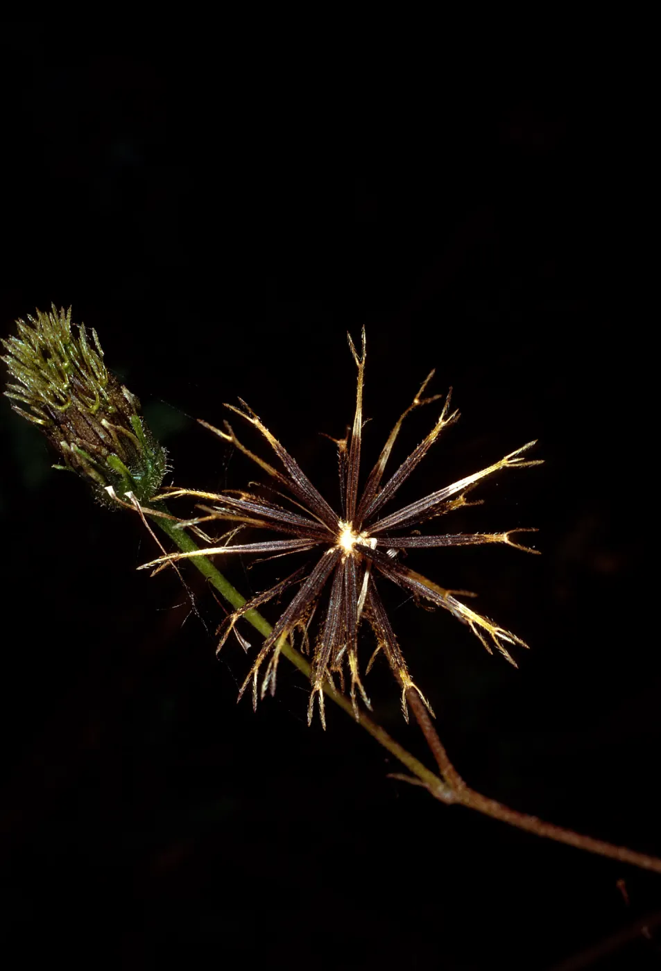 Bidens pilosa (achenes), Cold Spring Canyon, Santa Barbara County